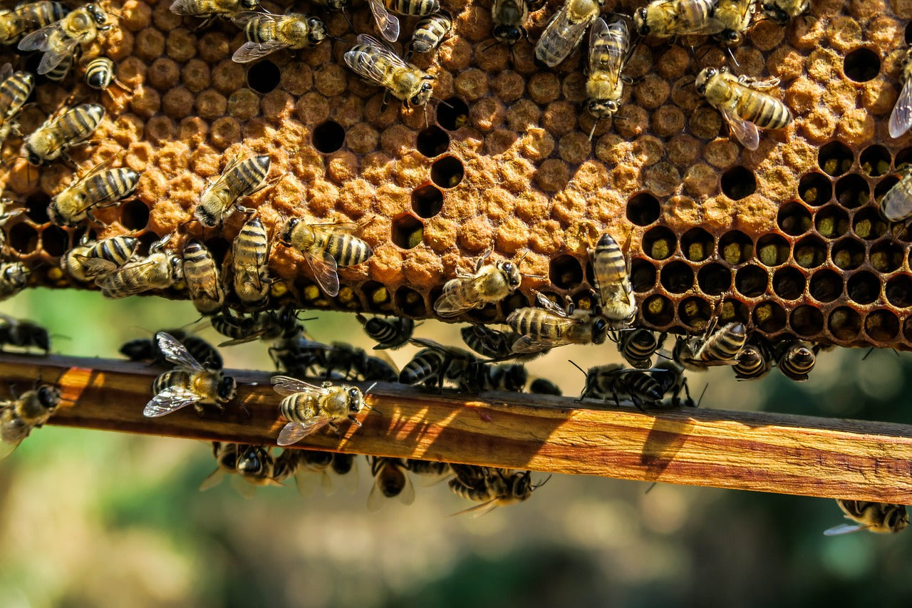 Cómo se hace la cera de abejas? ➡️ Mr Beam lo explica – Mr Beam Lasers